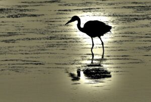 [287] Silhouette José Soria Luna