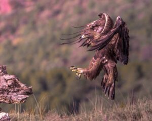 [289] Realeza presente José María Rodríguez Nodal