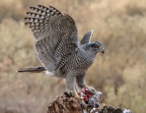 [292] El desayuno Azor Francisco Serrano Jimenez
