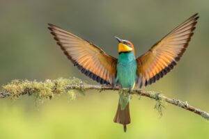 [003] Alas que susurran libertad Manuel Suárez Diánez