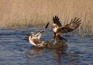 [301] Mas que palabras Juan Guerrero Moreno