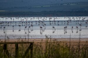 [310] Cae la tarde Francisco Pérez de Rosas Baena