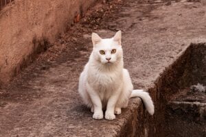 [319] Vigilante3 Antonio Moreno Peñasco