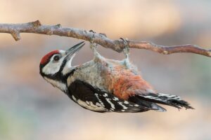 [032] Equilibrista Gonzalo Astete Sánchez