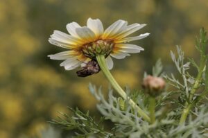 [323] Paraguas Natural miguel angel romero santiago