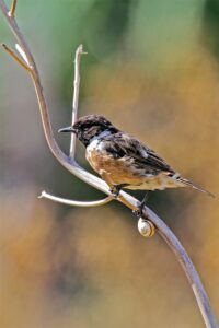 [328] Tarabilla Juan Antonio Estudillo Salas