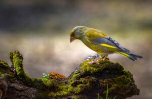 [033] En armonía con la naturaleza Fernando Serrano Mérida