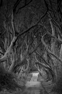 [332] El bosque oscuro Jose Maria Ariño Gil