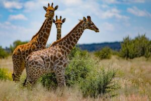 [338] En familia Marcos Rodríguez Losada