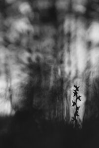 [339] Sombras Chinescas david Moya