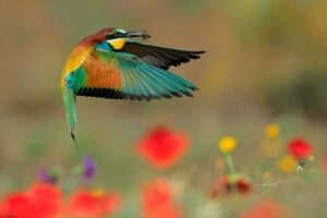 [034] Entre flores Andrés Luis Domínguez Blanco