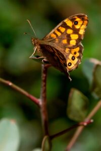 [341] Mariposa de los muros Estefanía González Morro
