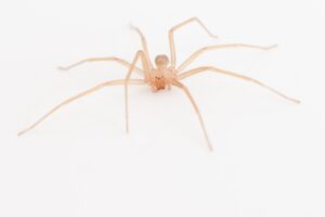 [344] Araña Juan Manuel Valverde Ramírez