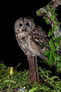 [346] En el viejo jardín abandonado Antonio Rodríguez Mariscal