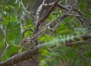 [347] Lento caminar JOSE LINARES CASAS