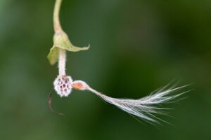 [357] Semilla de clemátide Ana Cabello Alonso