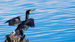 [361] Secado del cormoran José López Díaz