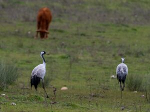 [364] Grullas Juan Francisco Caminero Calles