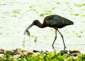 [381] Morito Común Domingo Mendoza Polo