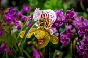 [384] Orquídea Antonio José Báez Gallego