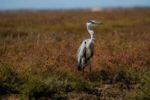 [388] La Reina Enka Tripiana Hierro