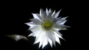 [392] Flor iluminada Carmen Tejada Domínguez