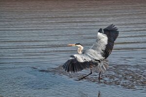 [394] Al vuelo JOSE LUIS ROJAS ALCONCHEL