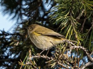 [395] Pilla moscas Rafael Maldonado Garcia