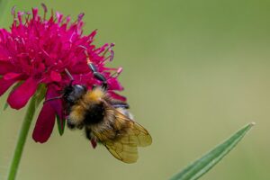 [397] Bumblebee Renate Laila Simburger