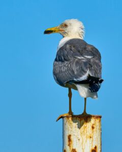 [406] El Capitan José Antonio Gutiérrez López