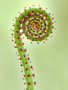 [041] La Carnívora de los Alcornocales Francisco Javier García Valle