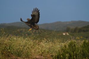 [412] Volando en Andalucía LORENA VIRGINIA ANGARITA CASTRO