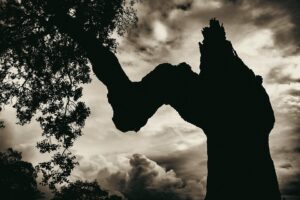 [429] Quercus Jesús López Moreno