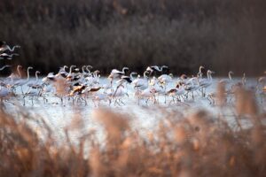 [434] FLAMENCOS Manuel Fernandez Alvarez