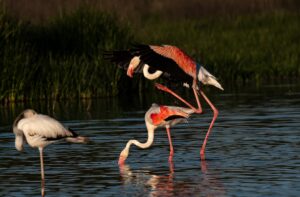 [437] Ahí voy Lucas Benjumea Becerra