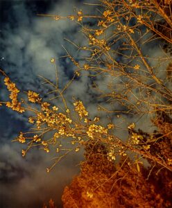 [440] Noche dorada Charo Lozano del Real