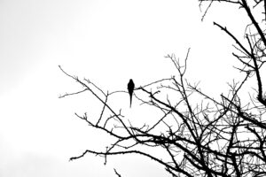 [443] Solitario Manuel Cañete Guerra