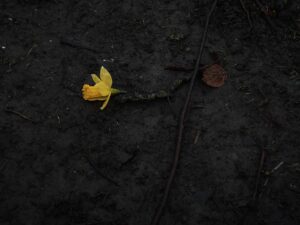 [444] ¿Naturaleza muerta Carlos Javier Ponce Rasero