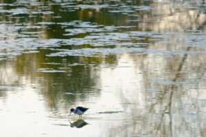 [445] Cigüeñuela José Martín Toscano