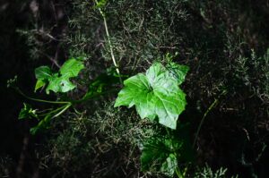 [449] Hiedra Eva María Herencia Anillo