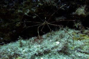 [455] Stenorthynchus lancelotus (Cangrejo araña) Emilio Umbría Cruz