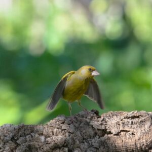 [457] Chloris M Luisa Agueda Rodríguez