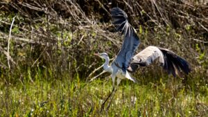 [459] Asustadiza Inmaculada Fernández Laínez
