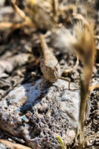 [477] GRILLO Daniel Molina zuñiga