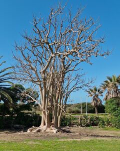 [478] INVERNANDO jose enrique Soler Nadal