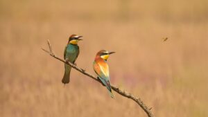 [050] Umm, el almuerzo Francisco Barrionuevo Perez