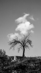 [501] Árbol con nube de algodón Mercedes Pardo Céspedes