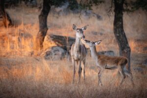 [051] Untitled Encarnación Castro Millán