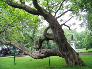 [519] Veterano Fernando Navarro Garcia