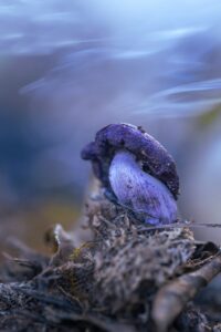 [522] Seta pie Azul Mari Carmen Carrera Sedeño